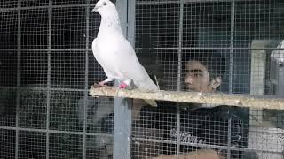 Senior Pigeon Lover Ustad Sheikh Ayub of Gujranwala Part 5