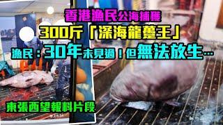 東張西望｜龍王片段報料｜香港漁民公海捕獲300斤「深海龍躉王」 漁民：30年未見過！但無法放生…