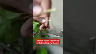 Easy Grafting Technique | #shorts #gardening #grafting