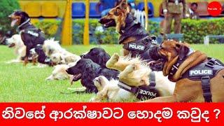 ආරක්ෂාවට ඇතිකරන්න හොදම කාවද ?  | Five best Guard dogs Sinhala -  Pet life lk