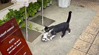 A week ago, a stray cat came to the store, and the owner took her in. Today, she brought her kittens