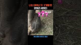 (※희귀영상)나는 태어난 지 3개월 된 코끼리 새끼다 [나도 새끼다] #애니멀봐 #shorts