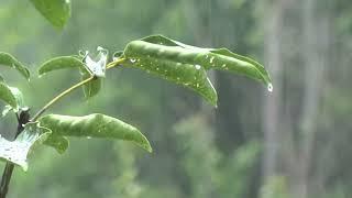 Som de Chuva sem Trovão para Dormir e Relaxar - Sons Relaxantes da Natureza - 10 Horas