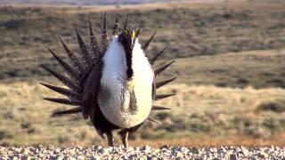 Greater Sage-Grouse