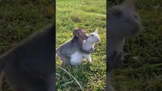 Zing zing with kitty