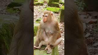 Luna's Gentle Touch: A Mother's Love for Her Son #52 #short #Cute #cutemonkey#monkey#monkeybehaviors