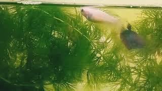 Colorful female betta, Betta World, Chennai RR Aquarium