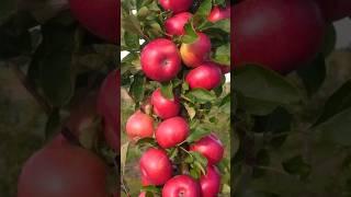 Growing Apple Trees from Store-Bought Apples
