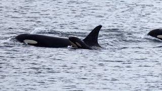 An orca that carried her dead calf for weeks in 2018 is doing so once again