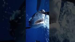 This is what you can do if you encounter a shark in the ocean.#foryou