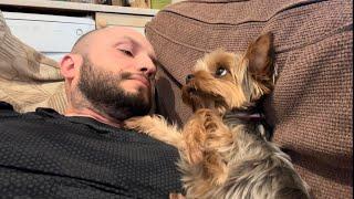 You Won't Believe How Cute This Yorkie Is - Watch Till The End !