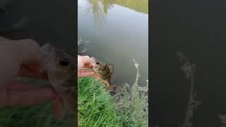 Perch release