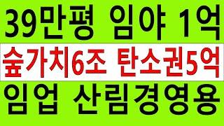 산양삼 송이산소나무숲 1억 39만평 대형임야 큰임야 싼임야 숲가치6조756억원 탄소권5억원 산림경영 숲경영 임업용 산약초 산나물 약용재배 땅과함께(새희망을)경매공매 나도#땅주인