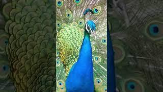 Peacock Calls | Peafowl Bird Sounds #peacock #birds