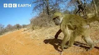 A Day in the Life of a Baboon | Animals With Cameras | BBC Earth