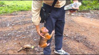 Meet Rusty: The Charming Abandoned Stumptail Monkey Who Surprises Visitors with a Warm Welcome!