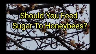 Should You Feed Sugar To Honeybees?