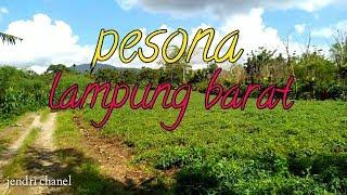 Pesona kebun sayur liwa lampung barat