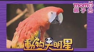 動物大明星 S1【鸚鵡】第1季 第04集｜認識動物｜自然生態｜魚類｜爬蟲類｜昆蟲｜海洋生物｜哺乳類｜Animal big star｜兒童電視節目【親子台｜官方HD完整版】momokids