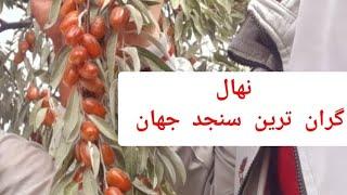 فروش نهال سنجد اصلاح شده،قیمت نهال سنجد حاج حسین،نهال سنجد صادراتی،نهال سنجد،سنجدستان09148286341