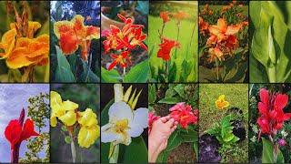 CANNA LILY VARIETIES - Plants Weekly