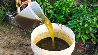 Stop Wasting! Turn Garden Waste into Powerful Plant Food (Liquid Fertilizer)