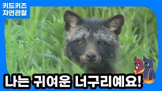 [자연관찰] 나는 귀여운 너구리예요!ㅣ키드키즈ㅣ유아동화ㅣ어린이동화ㅣ자연동화ㅣ유치원동화ㅣ어린이집동화ㅣ동물동화