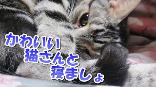 かわいい猫さんと一緒に寝ましょ（アメリカンショートヘア）