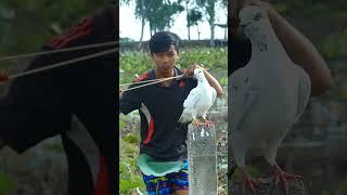 Boys Hunter And Catch Pigeons Near Boeung Chhouk #catch #pigeons #shortvideo