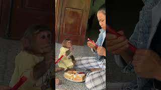 Cutis & Yen Nhi have breakfast #cutis #babymonkeycutis #shortsvideo