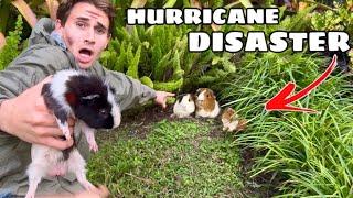 SOMEONE DUMPED THESE ANIMALS DURING HURRICANE MILTON !