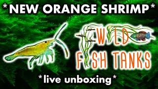 *NEW ORANGE SHRIMP (neocaridina)* from WILD FISH TANKS