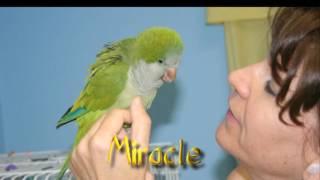 My Life With Quaker Parrots