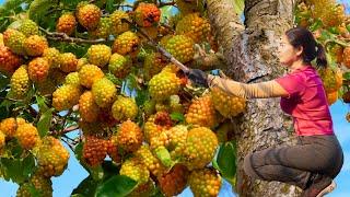 SHOCKING! Harvest Snake Egg Fruit & How to stew snake eggs with snake - meat an Indian street food