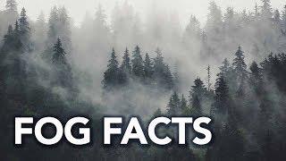 Fog facts: Where it comes from and different types