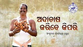 ADA CHASA / GINGER CULTIVATION / ANSHUMAN CREATIVES / ARUN NAYAK / AGRICULTURE DPT. GOVT. OF ODISHA