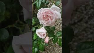My Climbing Roses