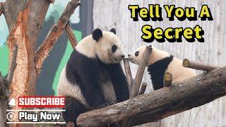 Sweetest Parenting Moments: Panda Baby Shares A Secret With Mom | iPanda