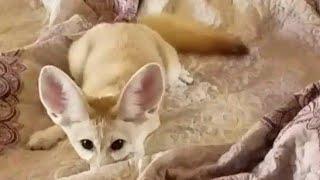 Waking Up with a Fennec Fox