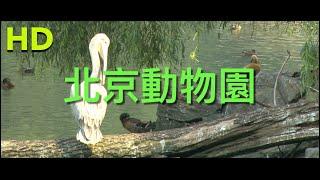 北京動物園｜Beijing Zoo｜HD