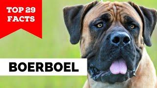 99% of Boerboel Dog Owners Don't Know This