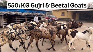 550/KG Beetal, Gujri & Daang Goats at Sanjari Goat Farm with Mortality Assurance Scheme