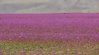 El desierto de Atacama se cubre de flores