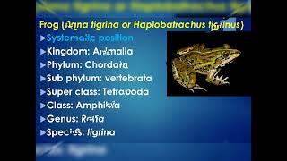 classification of frog ll taxonomy of frog ll systematic position of frog