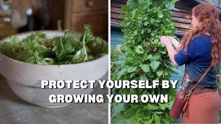 GROW Your OWN Lettuce for a HEALTHIER Salad Recipe!