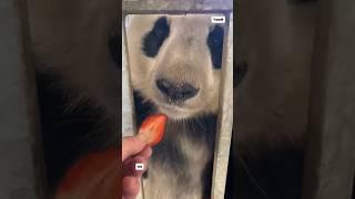 星二这个显眼包到底算不算吃货？说它挑食吧，他连洋葱都吃。说它不挑吧，好吃的东西它又都不爱吃！
