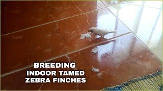 zebra finches breeding indoor | zebra finch collecting paper pieces for making nest | finch cage