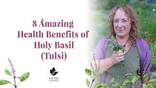 Holy Basil Benefits | Benefits of Tulsi | Ocimum sanctum