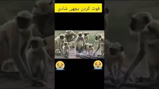 Afghan meme || Funny Video ||2023 persian joke #afghanistan #hazara #meme #afghanfunnyprank