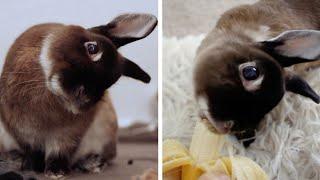 Rabbit Has Permanent Head Tilt